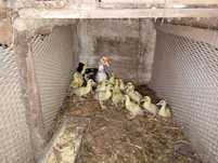 Tango para venda 14 patos mudos