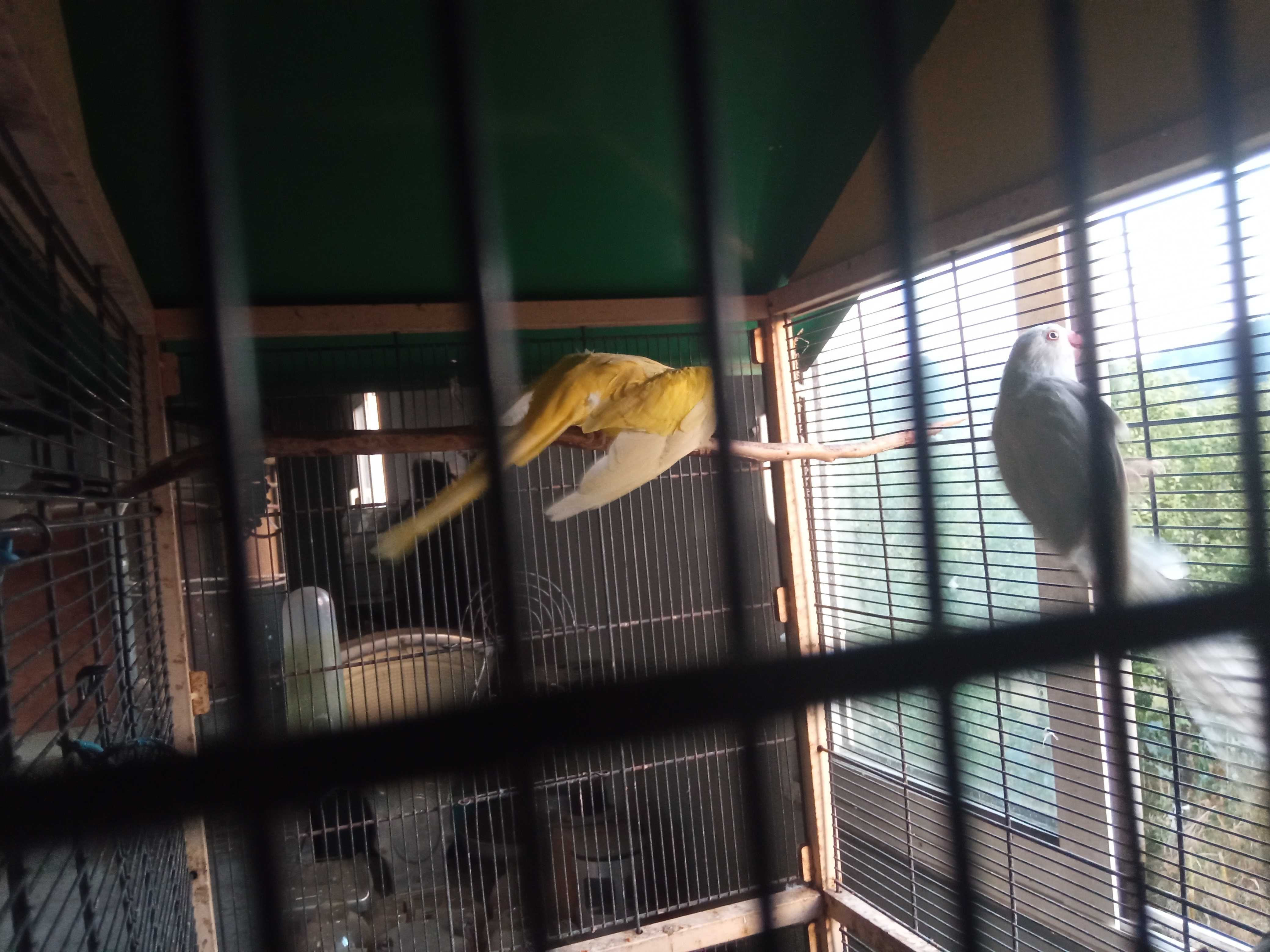 Vendo casal de rig neck