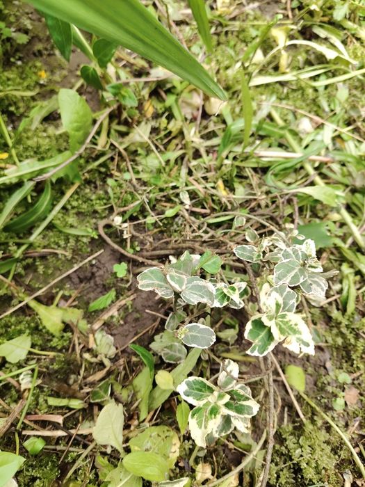 Лоза Бересклет форчуна