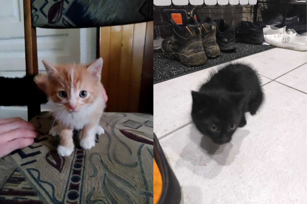 Oddam małego koty w dobre ręce :) BODZENTYN/SUCHEDNIÓW/SKARŻYSKO