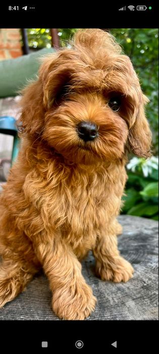 Девочка мини мальтипу