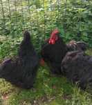 Trio Pekin Black