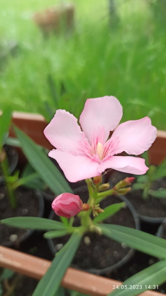 Różowy  oleander