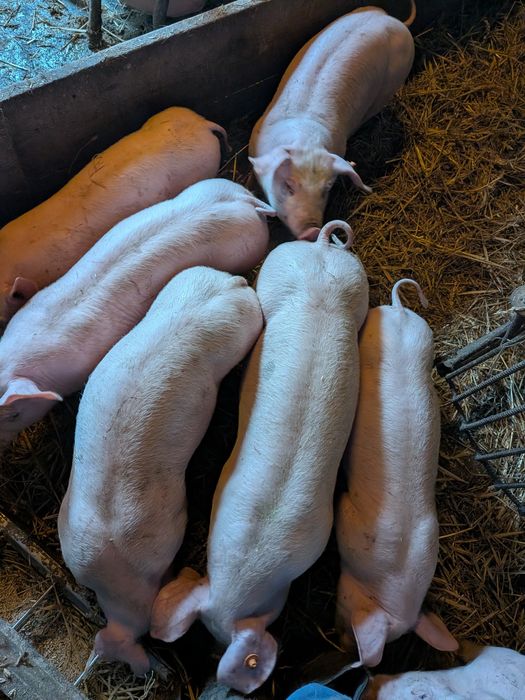 Sprzedam prosięta