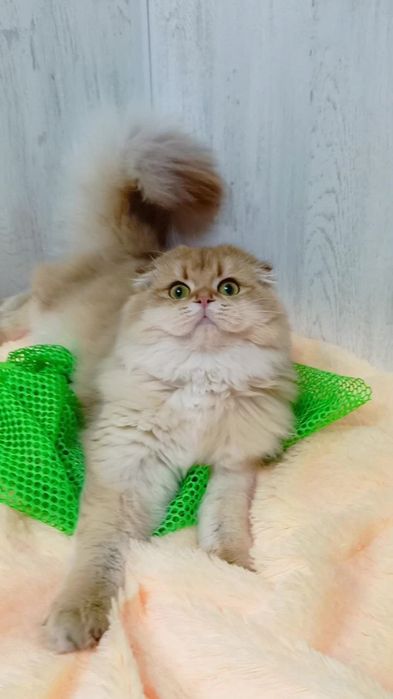 Шикарная вислоухая девочка золотая шиншилла Хайленд