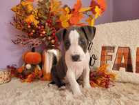 Kochany szczeniak amstaff!