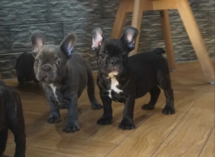 Buldog francuski cudny szczeniak
