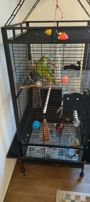 Papagaio e gaiola nova 204 cm