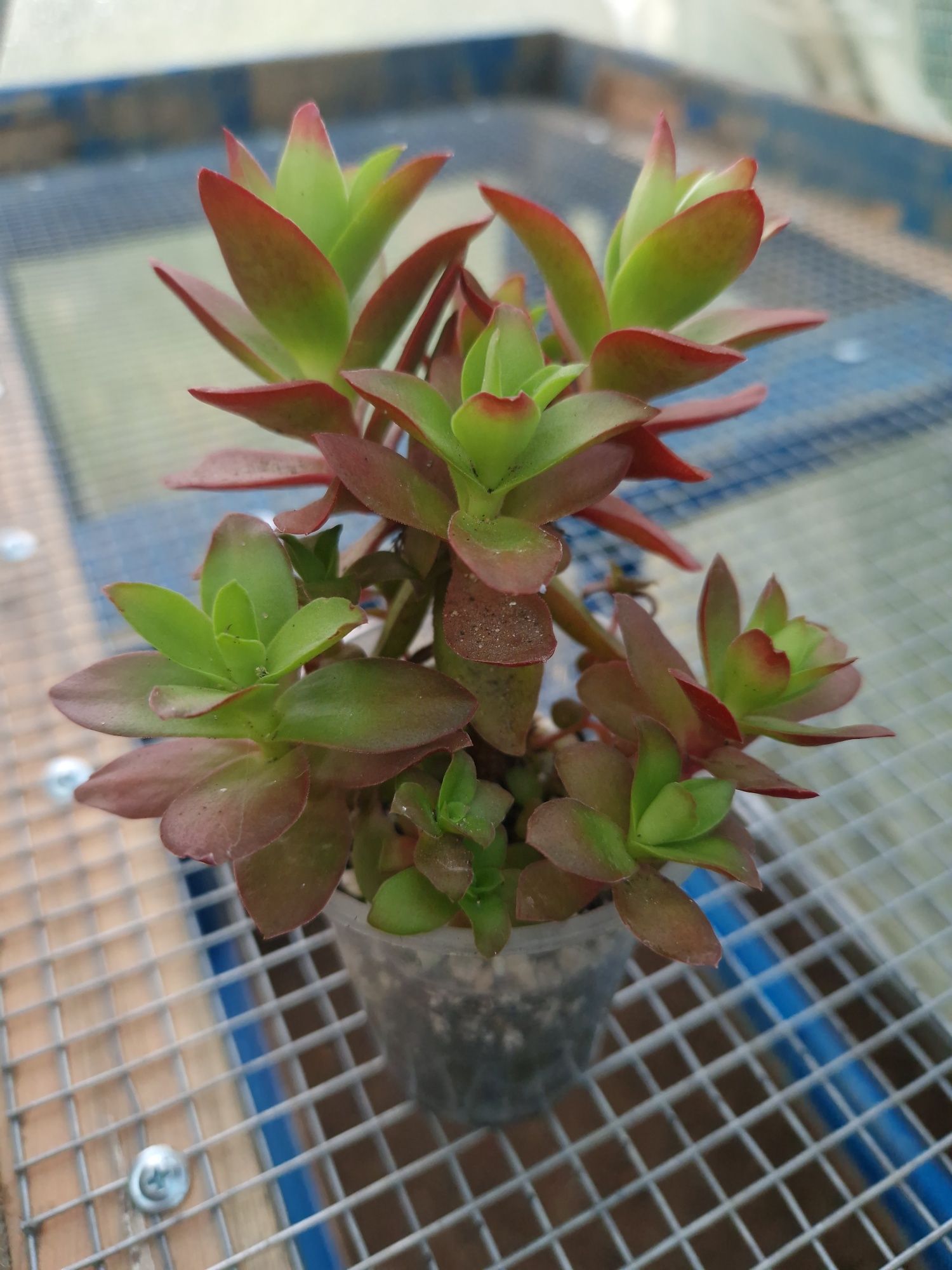 Succulents, суккуленти, квіти