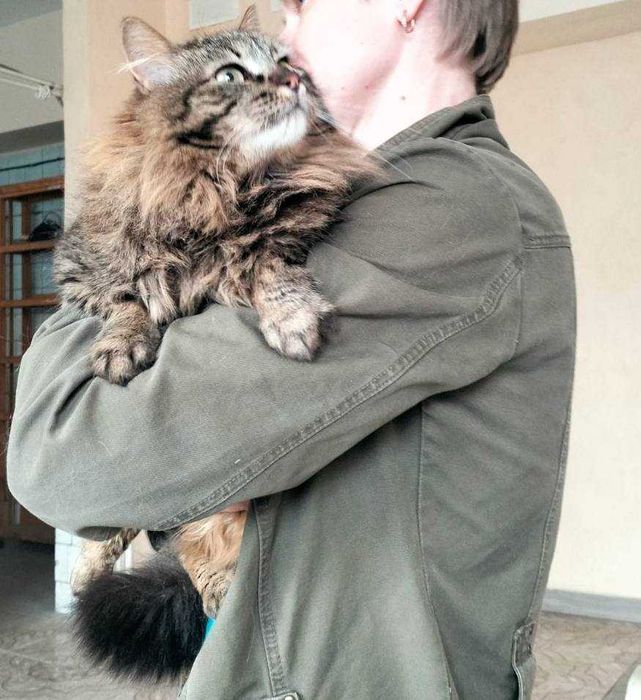 Стерилізована киця шукає дім