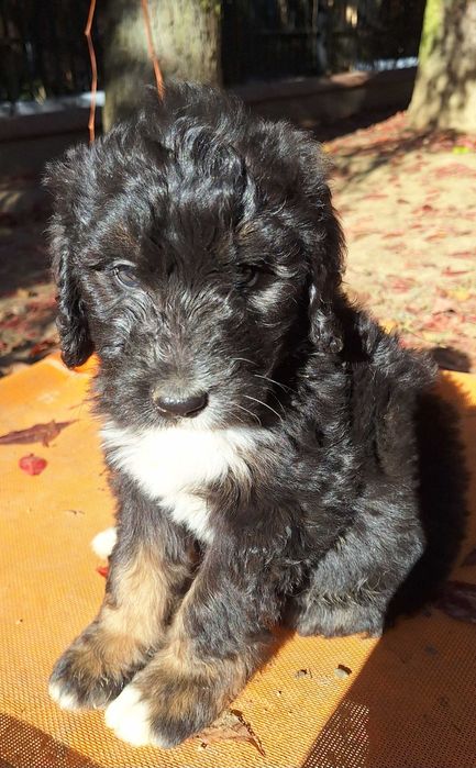 Bernedoodle Standard - unikalna, rodzice FCI