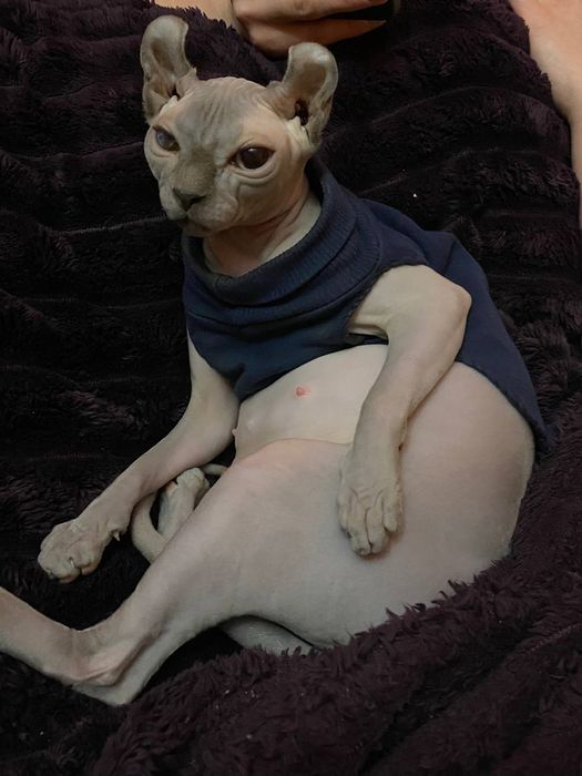 Доросла кішка Сфінкс (єльф)