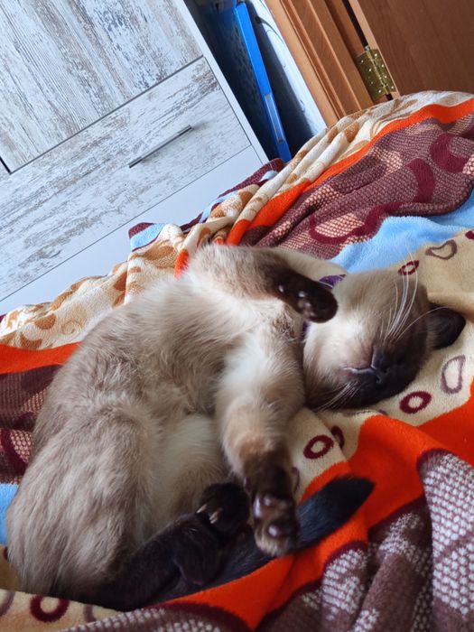 Сиамский кот,ищем девочку