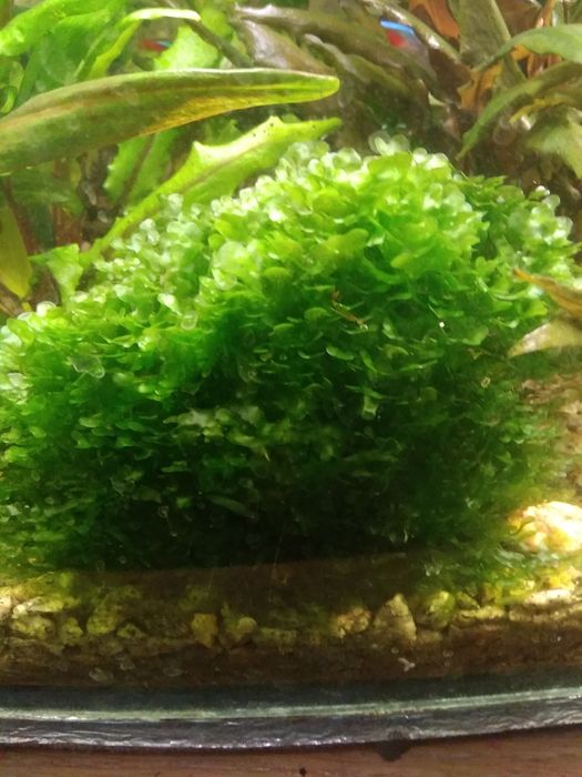 Аквариумные растения