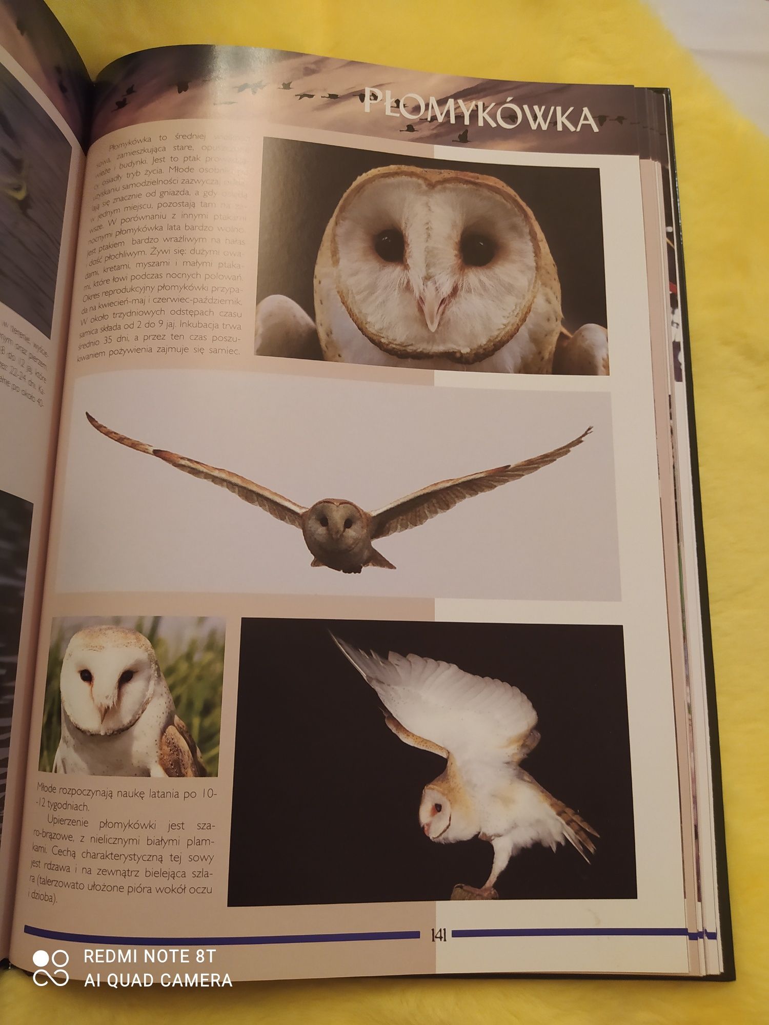 Książka Album "Najpiękniejsze ptaki" Nowa