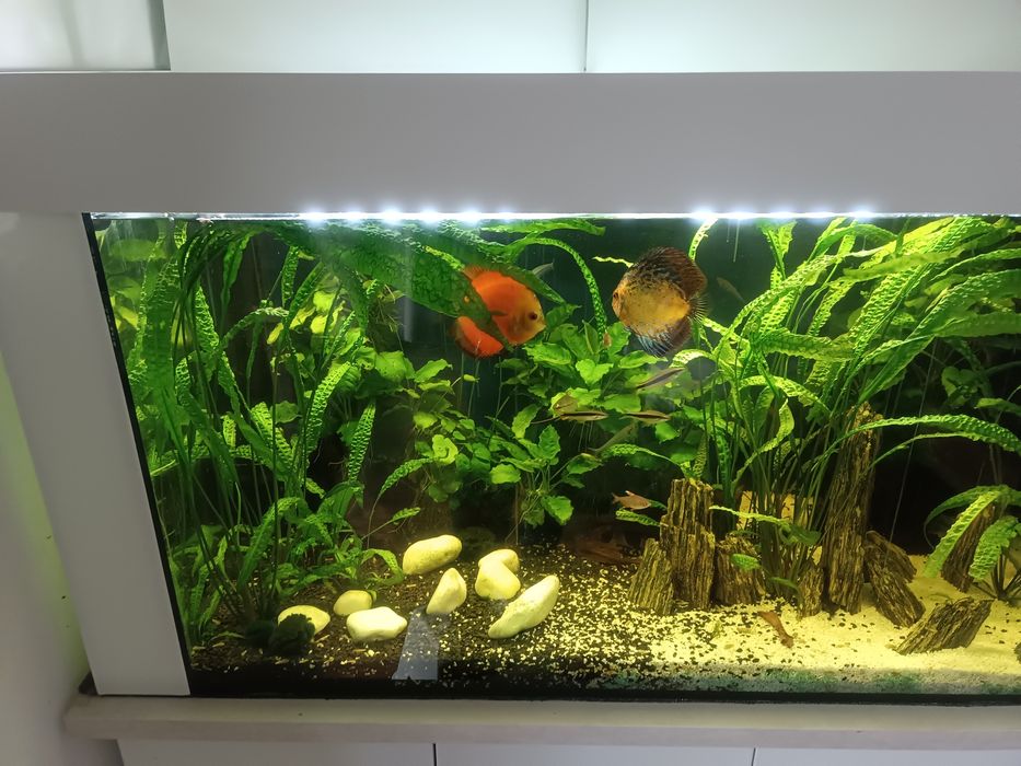 Akwarium 500l cały zestaw