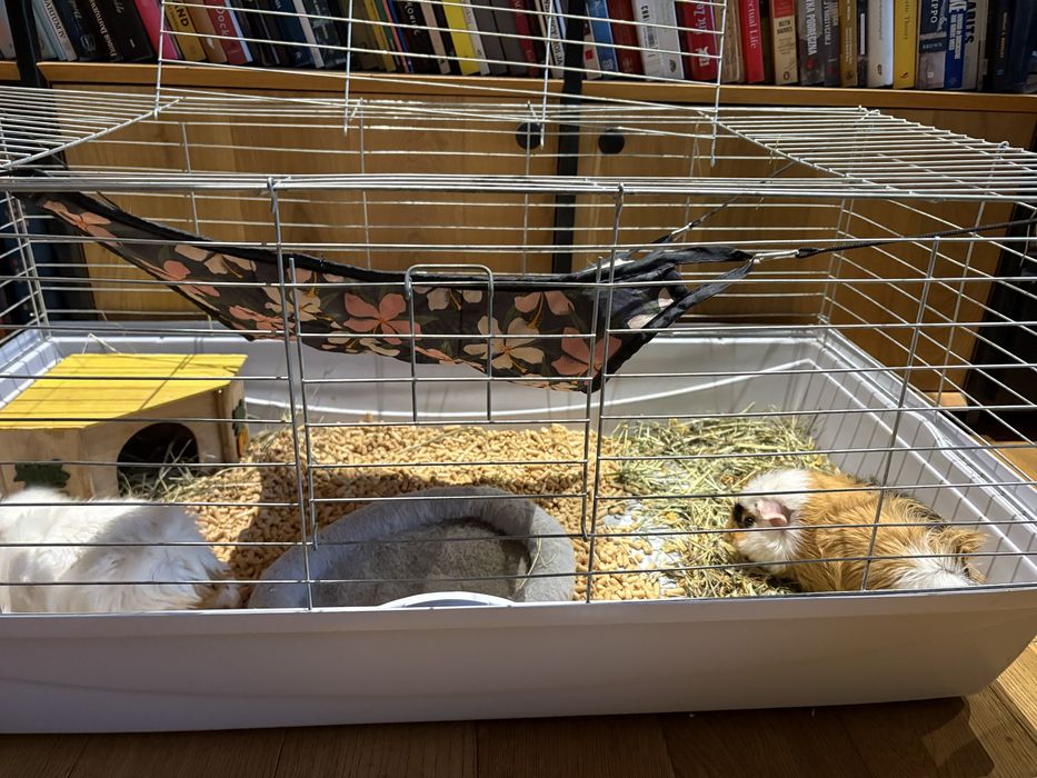 Klatka duza dla gryzoni, 1 swinka morska (1 rok), wszystkie akcesoria