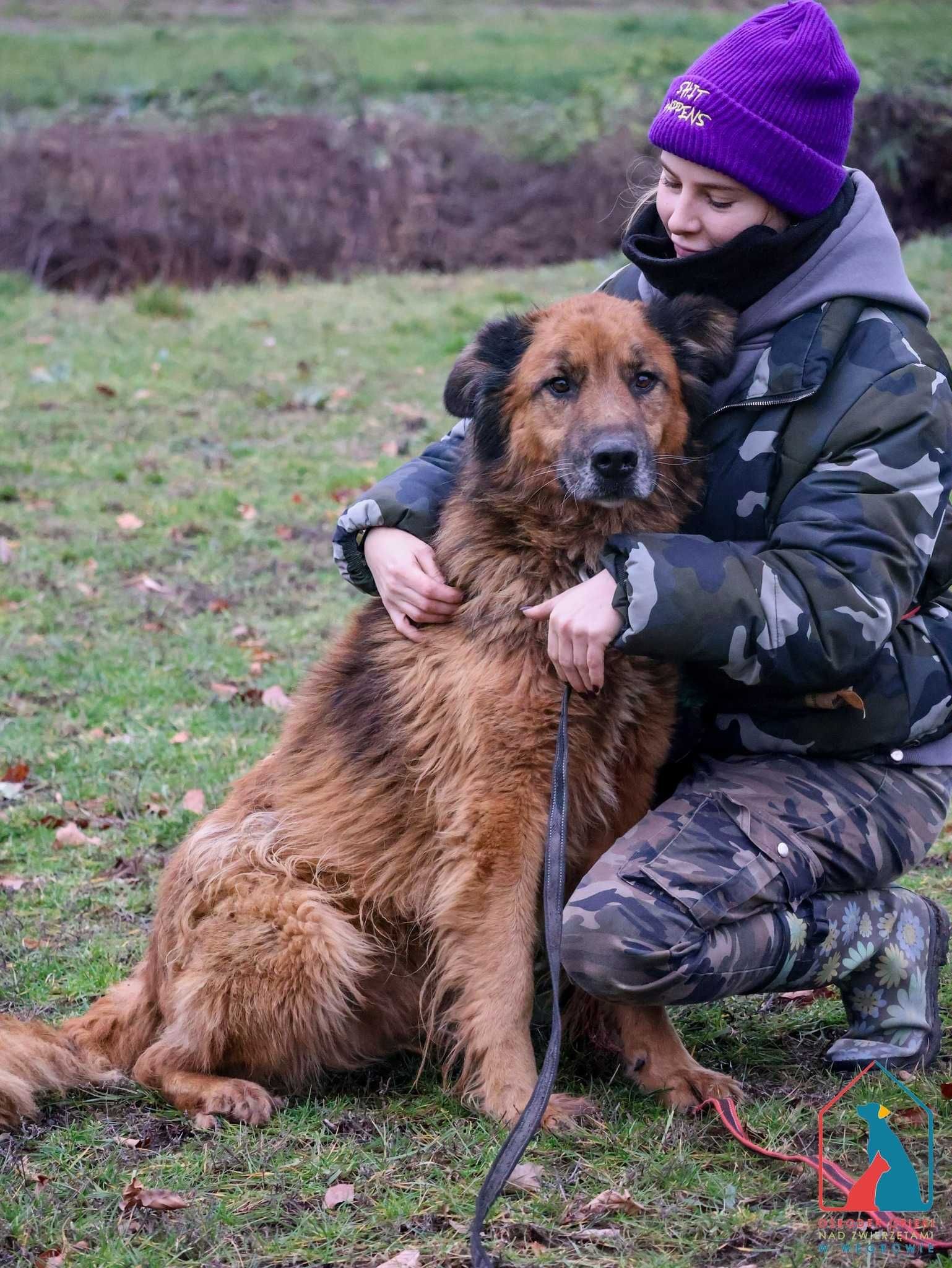 Maro -bardzo  przyjazny piękny piesek szuka domu!!