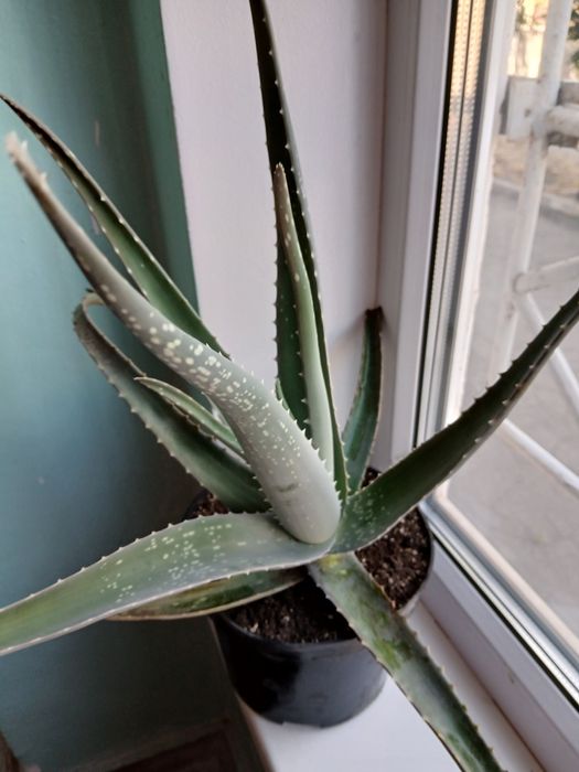 Алое 5 років. Рослина з лікувальними властивостями