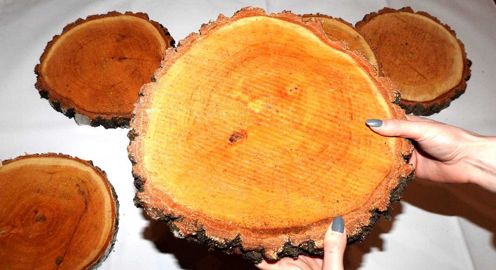 PLASTER DREWNA KRĄŻEK plastry dąb olcha brzoza grab modrzew sosna