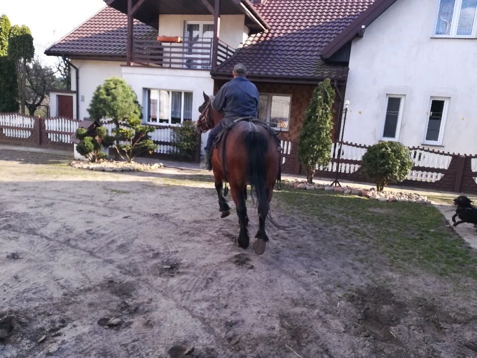 Klacz zimnokrwista