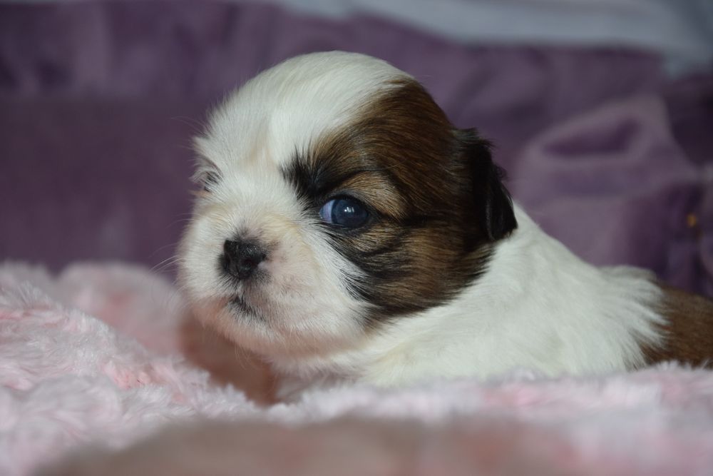 Elza Shih Tzu suczka rodowód UBEZPIECZENIE