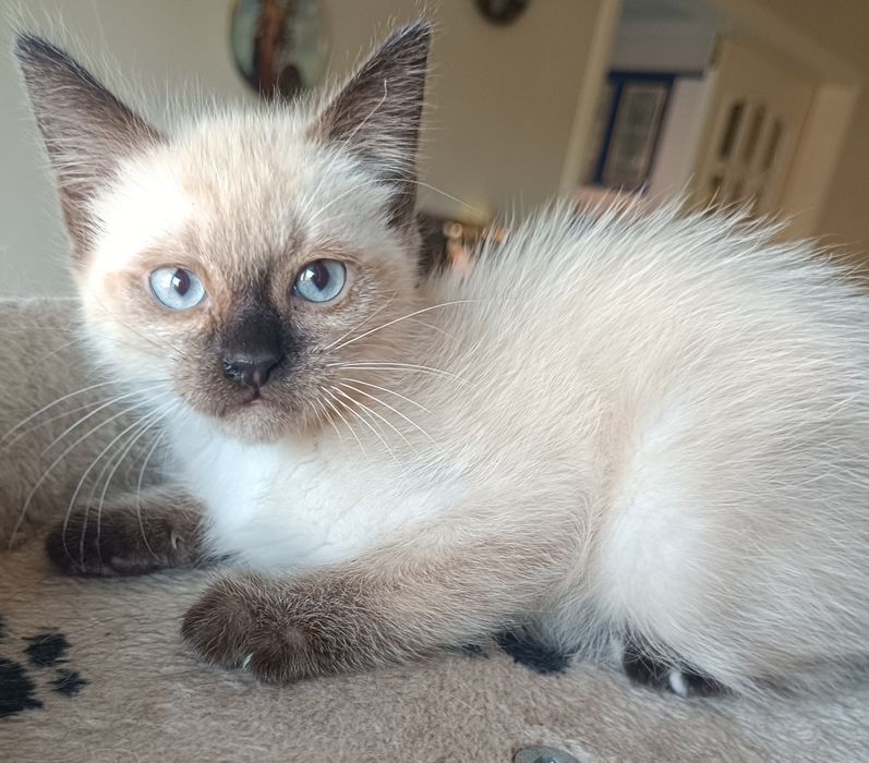 Gatinha para adoção em Viseu