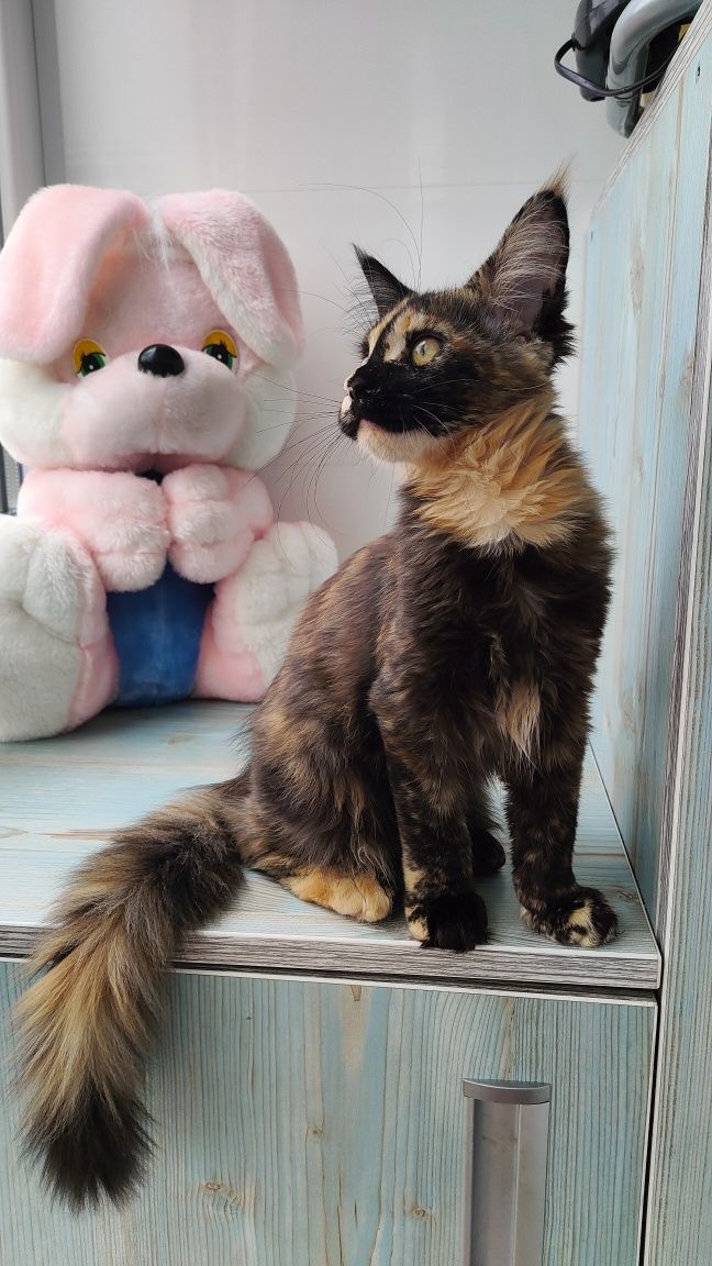 Кошечка черепашка ищет заботливых родителей.