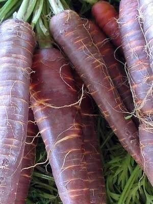50 sementes de Cenoura roxa - Daucus carota