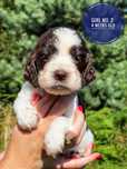 Springer spaniel angielski - suczka po championach  ZKwP