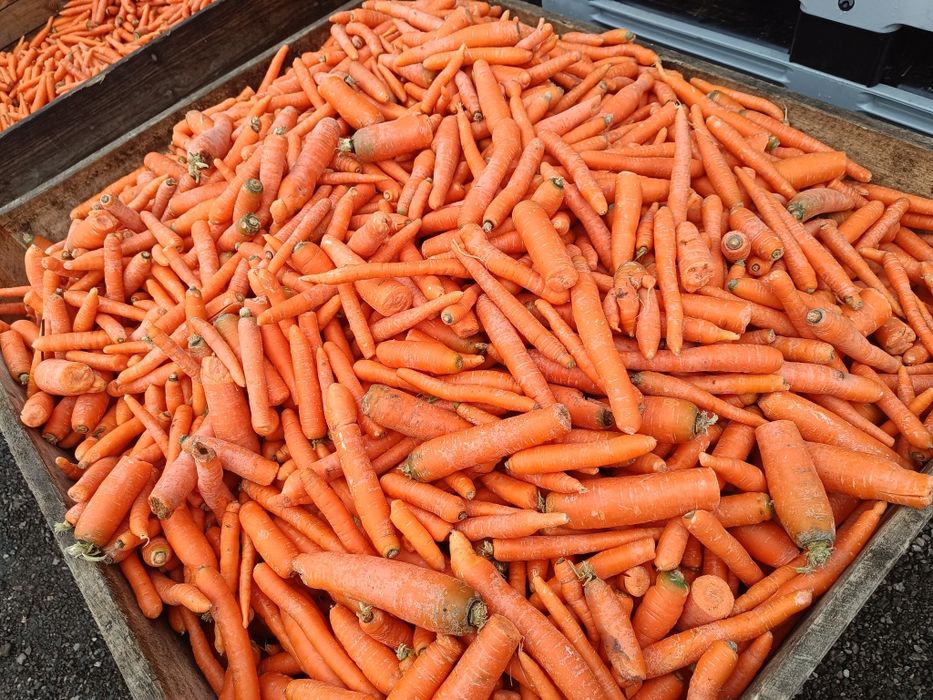 Marchew odpadowa dla bydła