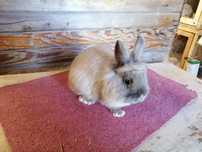 Królik miniaturka mini lop samczyk