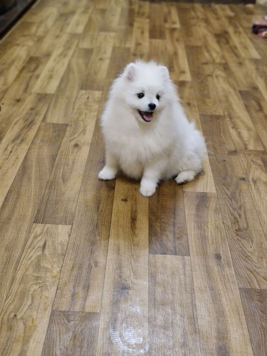 Померанский шпиц мальчик