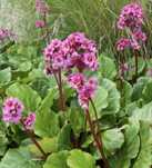 Bergenias.