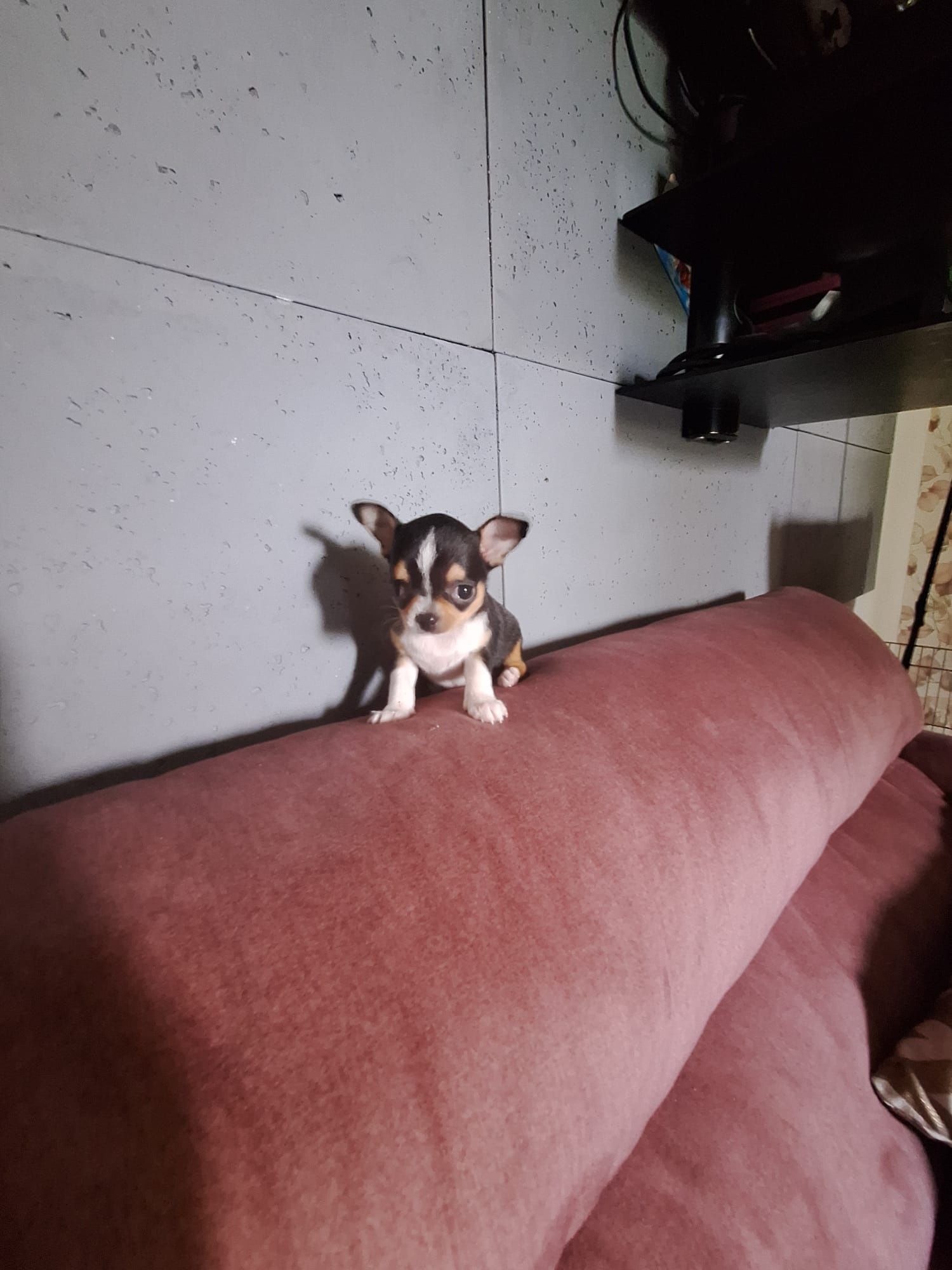Chihuahua suczka mini