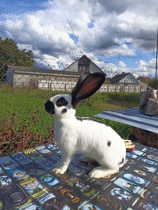 НСВ, Німецький строкач, строкачі, кролики, кролик