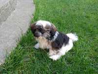 Suczka Shih tzu tricolor do odbioru