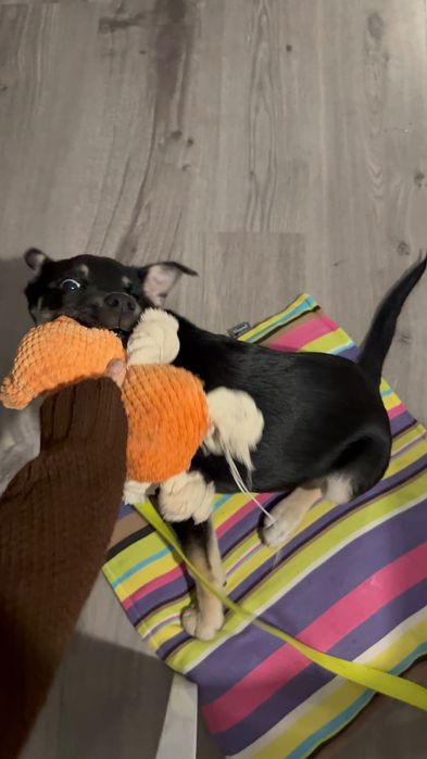 ШУКАЄ РОДИНУ Це Юкі, їй 4 місяці,вона оброблена та вакцинована