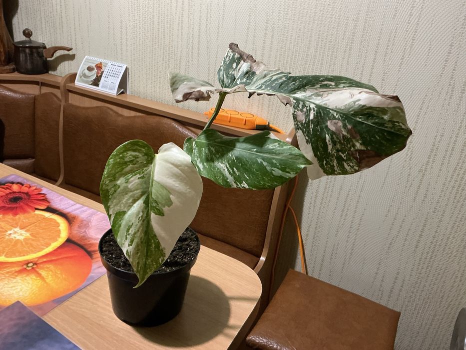 Продам монстеру ALBO VARIEGATA, АЛЬБА вариегата.