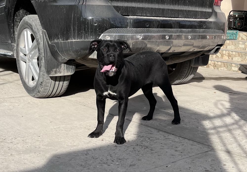 Кане корсо дівчинка підрощена