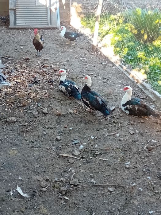 Vndo patos mudos adultos