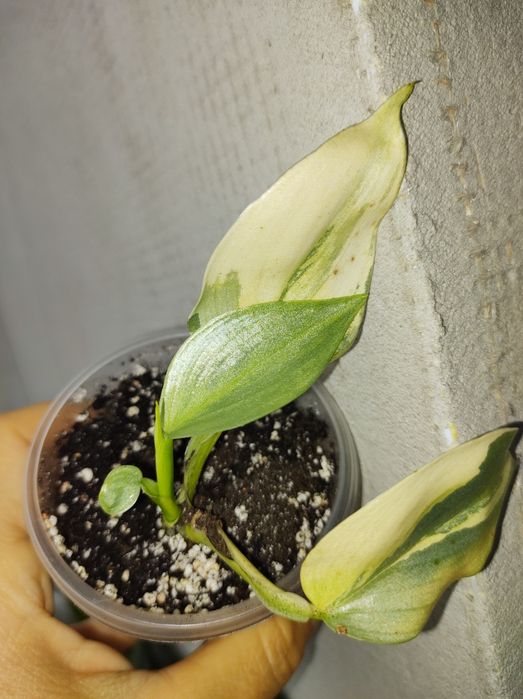 Філолендрон сільвер сворд вар