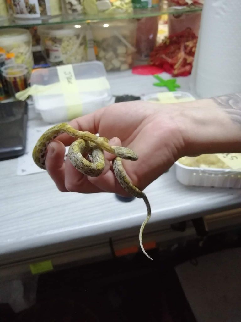 Wąż zbożowy zdrowe maluchy