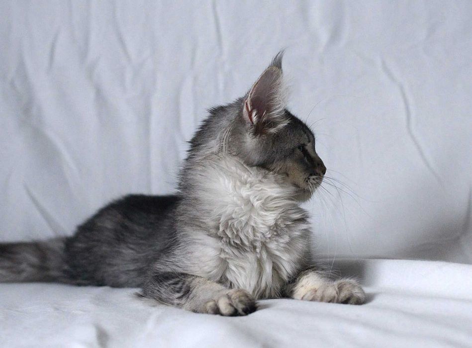 Gotowa na zmianę domu, dziewczynka czarna ze srebrem MCO