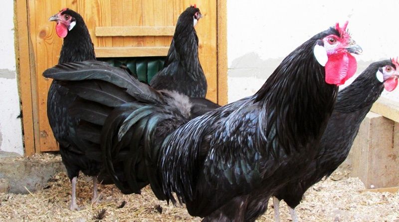 Кури породи Ла Флеш