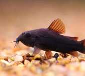 C.Wenezuela Black Kirysek Czarny