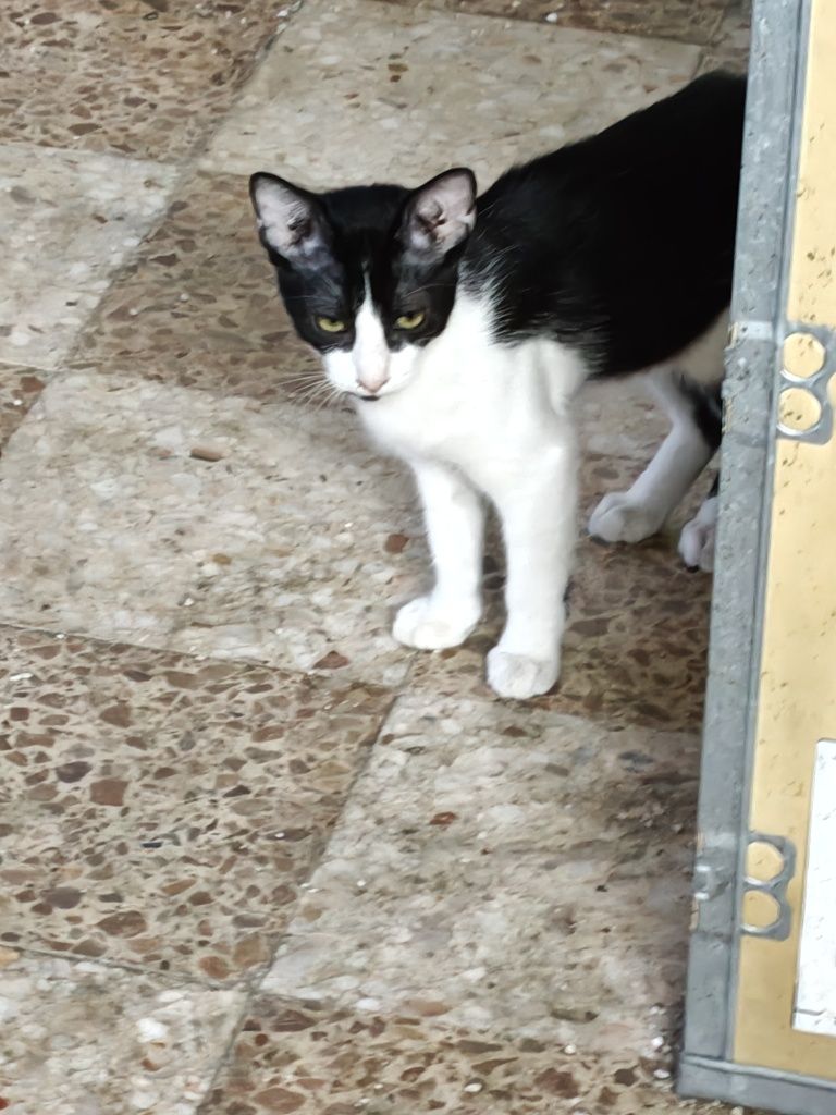 Gatos para adoção