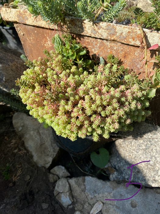 Очиток, седум