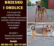 Zaginął brązowy pies Roczny kundelek Wzrostem przed kolano
