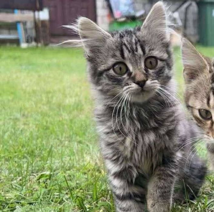 Кошеня в добрі руки